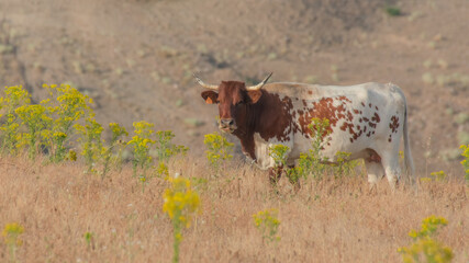 A closeup of a pineywoods cattle in the Spanish Dehesa under the sunlight in Salamanca, Spain
