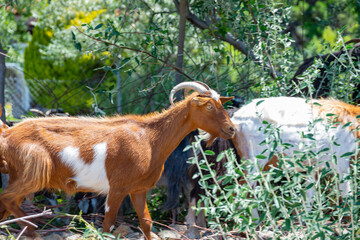 Naklejka premium The brown goat with horns walking in herd on white sand beach near wooden fence in Greece