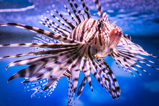 lionfish in aquarium