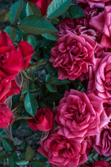 red fresh garden rose close up on a blurry background with highlights and bokeh in the sun