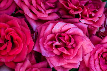 red fresh garden rose close up on a blurry background with highlights and bokeh in the sun