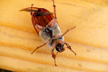 May beetle on a wooden background close-up shooting