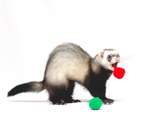 cute and playful young ferret hunts and plays with the ball