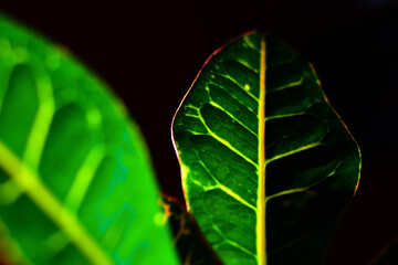 Croton (Codiaeum variegatum) © Gary