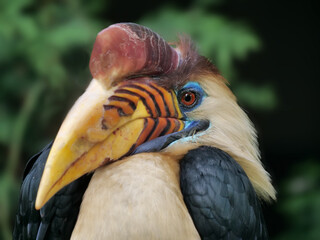Portrait vom Männchen vom Helmhornvogel, auch Nashornvogel, aus Indonesien, Rhabdotorrhinus exarhatus sanfordi