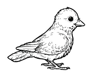Drawing of bird - hand sketch of cute animal