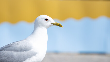 Seagull close up. Colorful background. Yellow and blue. 