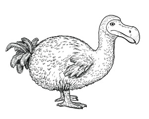 Drawing of Dodo dront - hand sketch of extinct bird © Mateusz