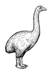 Drawing of Moa bird - hand sketch of extinct species
