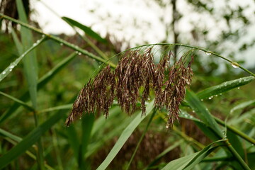 Reed with water drops on rainy autumn day
