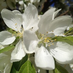 Pear tree blossom