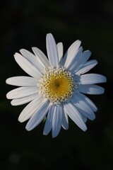 White Daisy on black background