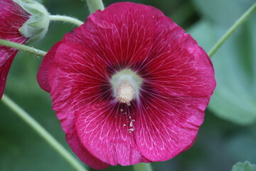 Purple Hollyhock flower close-up