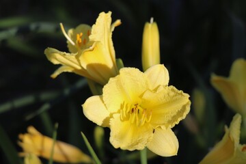 Stella D'oro Daylily