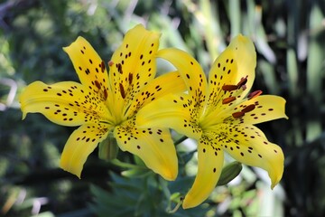 Yellow Tiger Lilies in garden