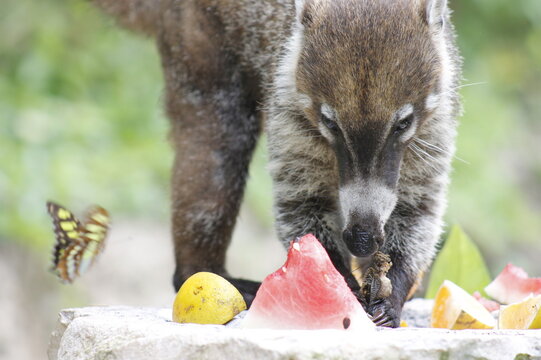 White-nosed coati eating some orange and watermelon fruits in the jungle 