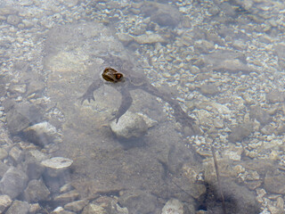 Portrait of a frog