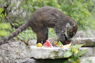 White-nosed coati eating some orange and watermelon fruits in the jungle 