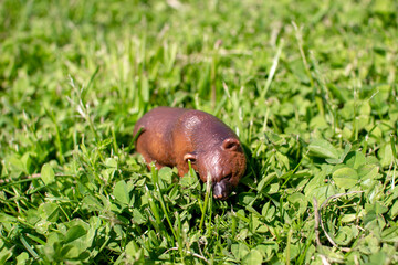 A toy plastic brown bear on a green lawn.