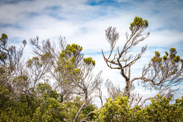 vegetation near cape of good hope, south africa
