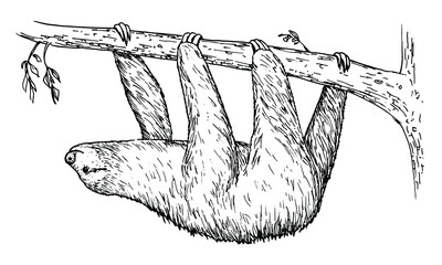 Drawing of Sloth - hand sketch of mammal © Mateusz