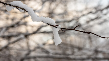 Tinny branch covered with melting snow 