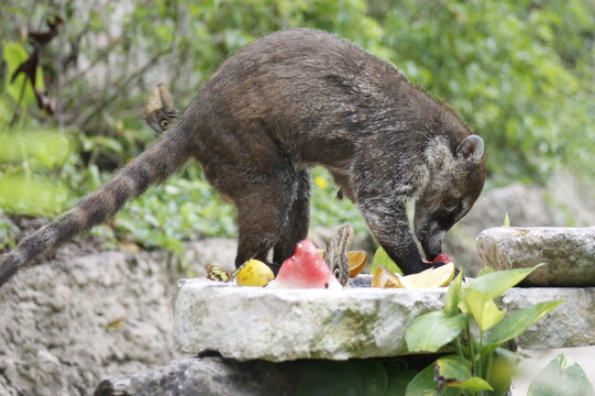 White-nosed coati eating some orange and watermelon fruits in the jungle 