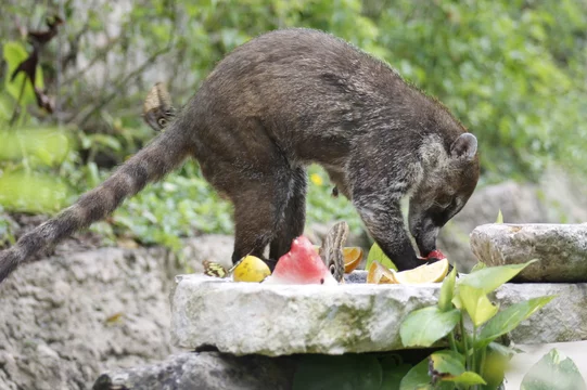 White-nosed coati eating some orange and watermelon fruits in the jungle