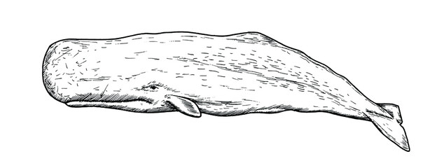 Drawing of sperm whale - hand sketch of water mammal © Mateusz
