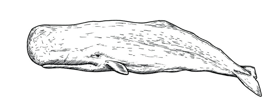 Drawing of sperm whale - hand sketch of water mammal