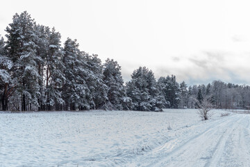 Pine trees in beautiful winter landscape with a lot of snow 