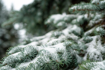 A branch of blue spruce in the snow, there is a place for text. Concept, winter has come, congratulations on the winter holidays