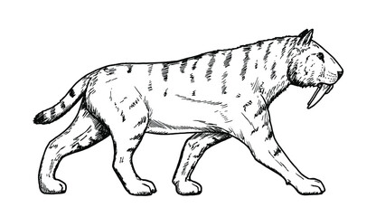 Drawing of Saber-toothed cat - hand sketch of extinct mammal