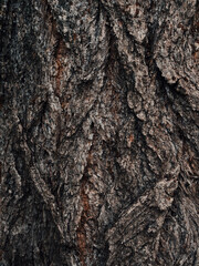 Old brown cracked wood bark. Tree trunk. Natural pattern. Surface of poplar tree bark. Nature decor for presentation of natural cosmetics or perfume. Abstract dark nature background. Soft focus.