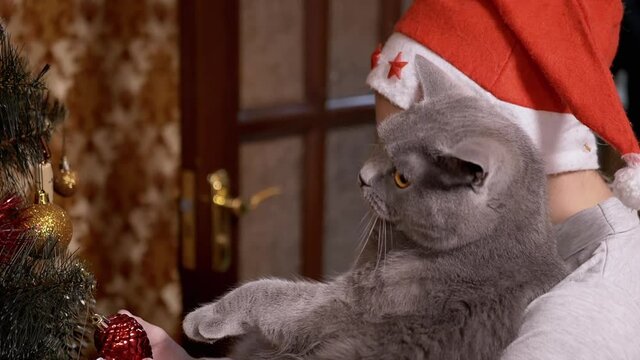 Boy in Red Cap Examine Toys on Christmas Tree together with British Cat on Hands