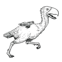 Drawing of Titanis bird - hand sketch of extinct species