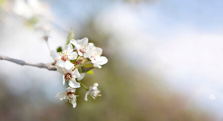 Cherry blossom panorama