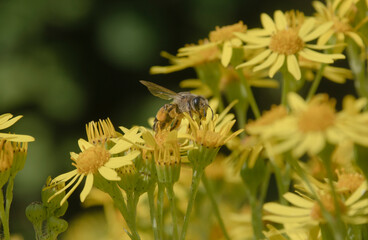 Insekt auf einer gelben Blume