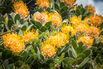 yellow proteas, cape of good hope, south africa