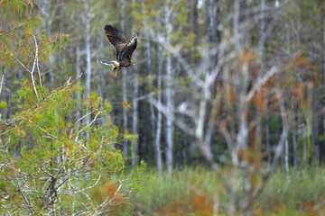 snail kite in flight 