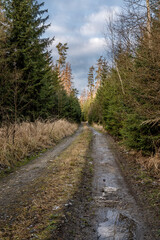 Fototapeta na wymiar Walking path in forest. Forest road.