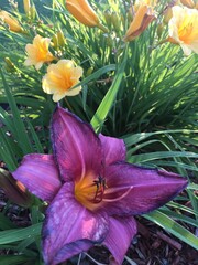 iris in the garden