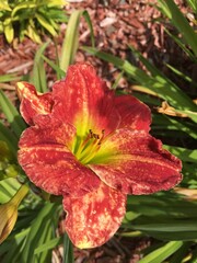red and yellow flower