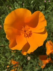 orange flower in the garden