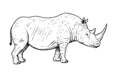 Fototapeta premium Drawing of white rhinoceros - hand sketch of endangered mammal