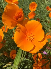 orange flowers in the garden