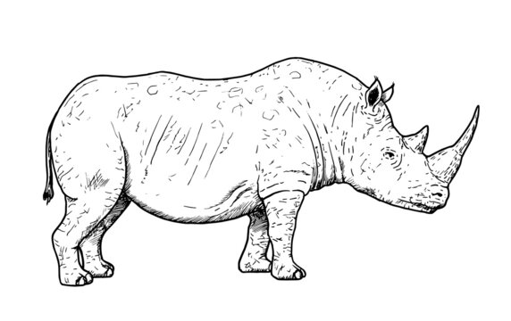 Drawing of white rhinoceros - hand sketch of endangered mammal