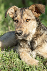 Gray homeless dog resting on the grass