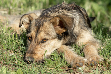 Gray homeless dog resting on the grass