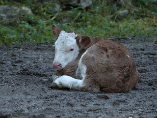 Fototapeta premium Newborn calf in the Bavarian mountains, Germany